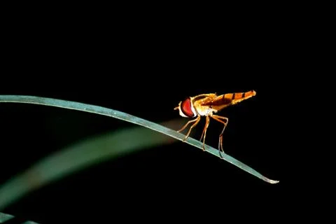 Insect fly macro Stock Photos