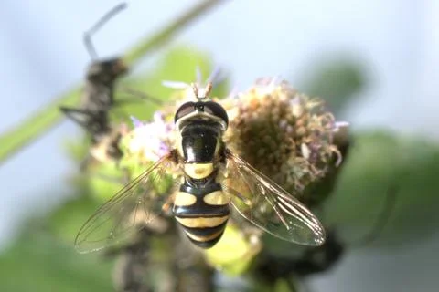 Insect fly macro Foto stock