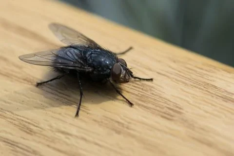 Insect fly macrophotography Stock Photos