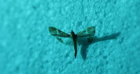 Insect Fly Night Stock Footage 335693886