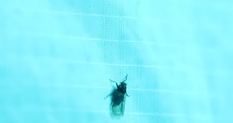 Insect Fly Night 库存影片 335694280
