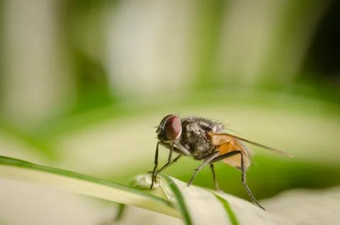 Insect fly Stock Photos