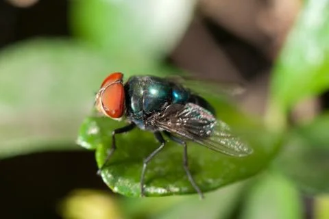 Insect fly Foto stock