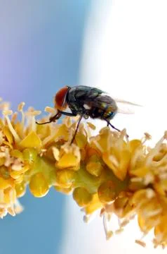 Insect fly Stockfoto's