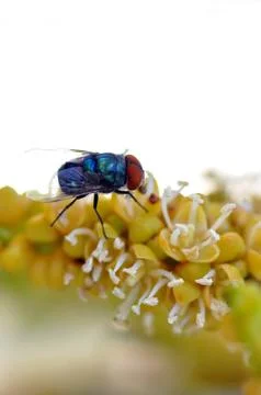 Insect fly Stock Photos