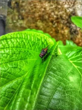 Insect fly Фото
