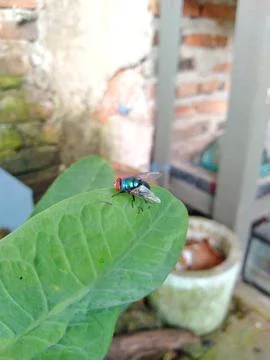 Insect, a fly Stock Photos