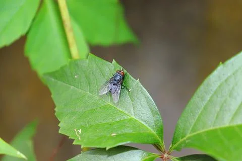 Insect, fly resting on a leave Foto stock