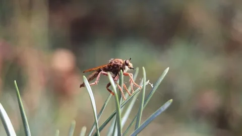 Insect Fly sitting on Grass in Forest Stock Footage 231252997