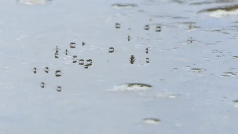 Insect Fly On The water Stock Footage 190841888