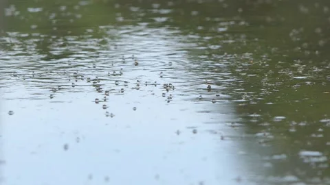 Insect Fly On The water Stock-Footage 190841983