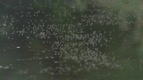 Insect Fly On The water Stock Footage 190842136