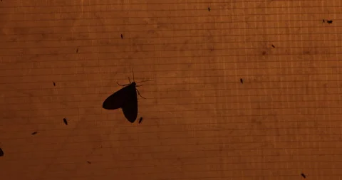 Insect Fly&amp;#039;s on screen at Night Видео 335436380