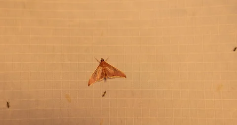 Insect Fly&amp;#039;s on screen at Night Vidéo 335436678