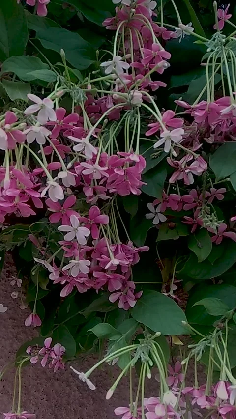 Insect flying around flowers helping nature for Cross-pollination Slow-Mo Stock Footage 282053513