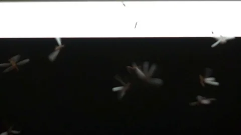 Insect flying around fluorescent lights Stock Footage 82731829