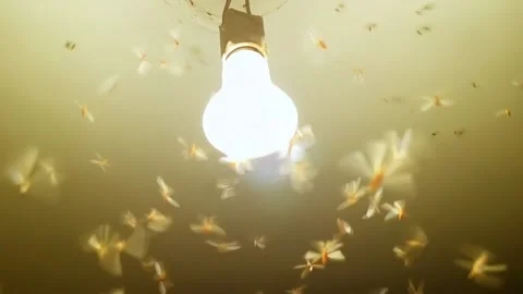 Insect flying around the lamp. Full HD monochrome video abstract footage with Stock Footage 139533279