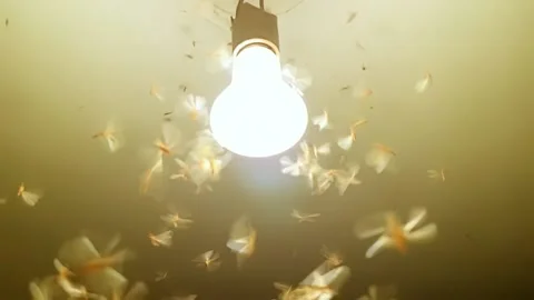 Insect flying around the lamp. Full HD monochrome video abstract footage with Stock Footage 139533331