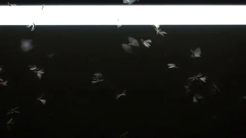 Insect flying around light bulb Stock Footage 82887978