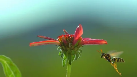 Insect flying red flower Stock Footage 82537707