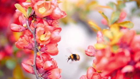 Insect flying in slow motion in between flowers Stock-Footage 146747983