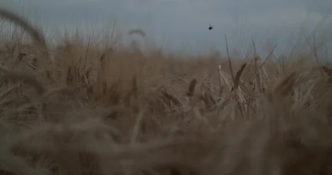 Insect flying Slow Motion over Wheat Field Stock Footage 114467815
