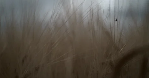 Insect Flying in Wheat Field Slow Motion Stock Footage 114470056