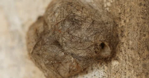 Insect Fly's home Stock Footage 290158357