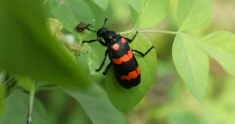 Insect Fly's on the plant Stock Footage 144668661