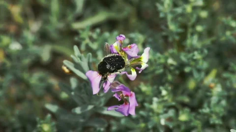 Insect 库存影片 690767