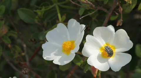 Insect Video stock 691065