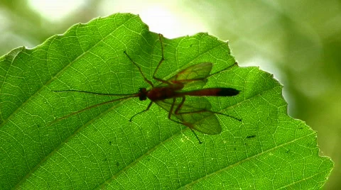 Insect Stock Footage 856940