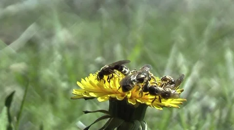 Insect Stock Footage 4280727