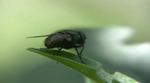 Insect Stock-Footage 5272481