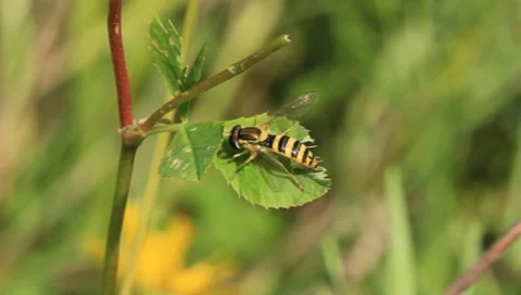 Insect Stock Footage 7902003