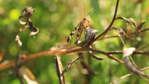 Insect Video stock 8601732