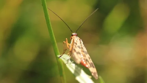 Insect Video stock 8601745