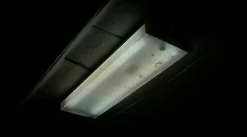 Insect Vídeo Stock 11154025