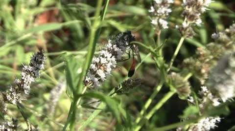 Insect, Video stock 11392642