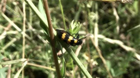 Insect, Stock Footage 11435032