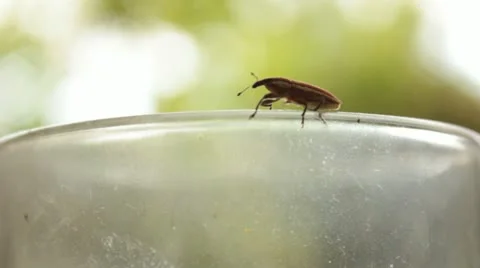 Insect Vídeos de archivo 11939102