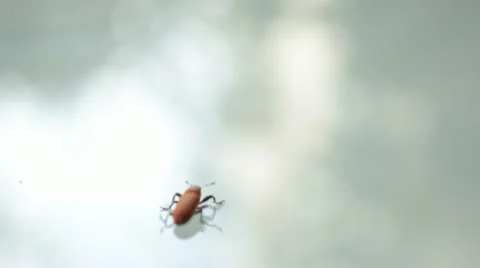Insect Vídeos de archivo 11965016