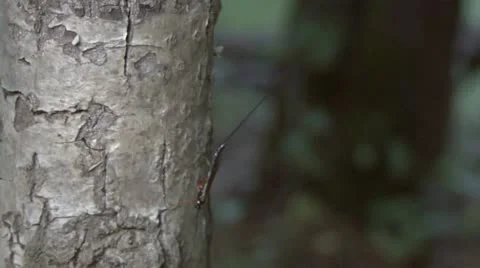 Insect Stock Footage 18185660