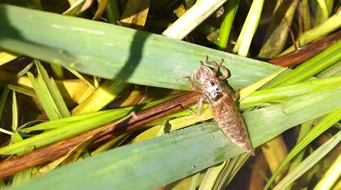Insect Stock Footage 24750301