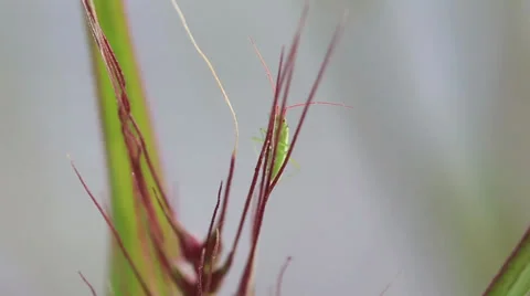 Insect Stock Footage 31047530