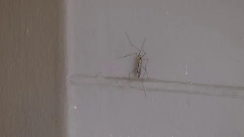 An insect  Vídeo Stock 76435957