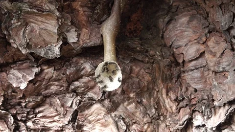 Insect  Video stock 92004664