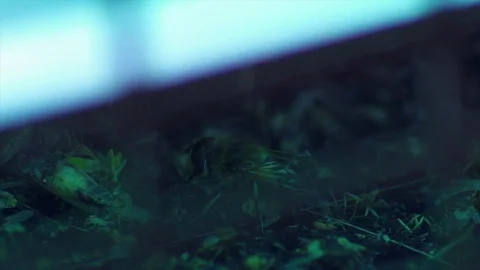 Insect Stock Footage 97477489