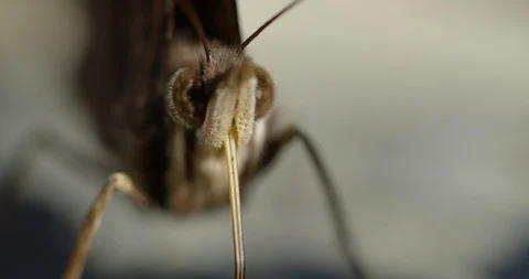 Insect Stock Footage 123204020