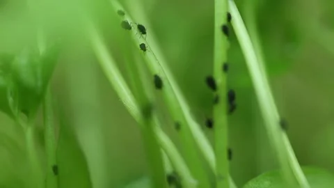 Insect Stock Footage 131848128